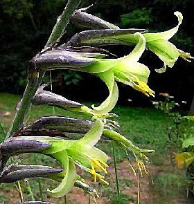 Puya \'Bromeliad Mirabilis\' 5 Seeds
